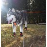 Botines protectores para perros Truelove SHOE