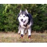 Botines protectores para perros Truelove SHOE