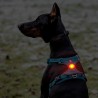 Led rechargeable Truelove pour harnais pour chien et colliers - TLD19103