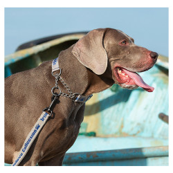 Collier pour chien chien Truelove chaîne acier inoxydable - TLC5372