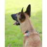 Collier pour chien de Sécurité Réfléchissant Truelove P-chain - TLC5375