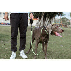 Laisse pour chien lasso de Formation Truelove pour chien - TLL2575